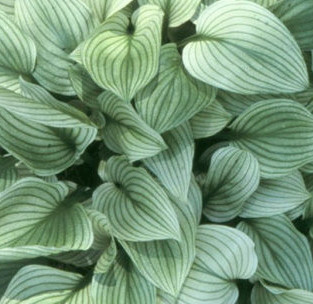 Hosta 'White Feather' - 1g