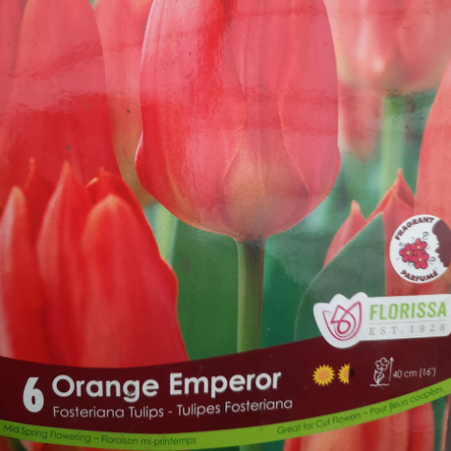Bulbes de Tulipe 'Orange emperor'