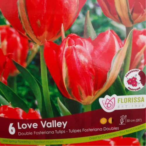 Bulbes de Tulipe 'Love Valley'