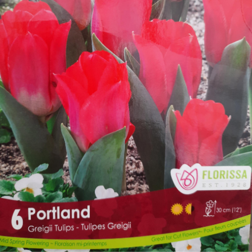 Bulbes de Tulipes 'Portland'