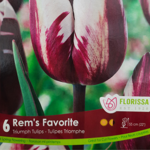 Bulbes de Tulipes 'Rems Favorite'