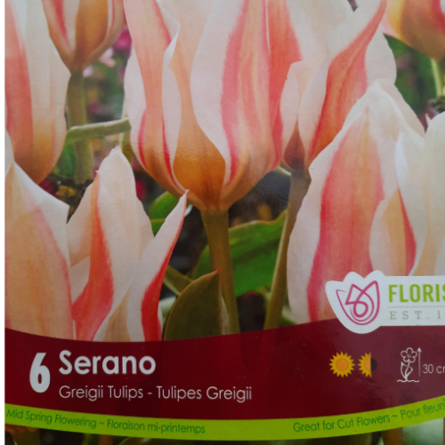 Bulbes de Tulipes 'Serano'