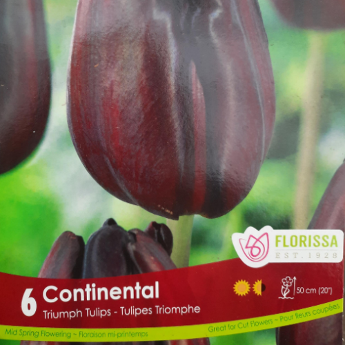Bulbes de Tulipe 'Continental'