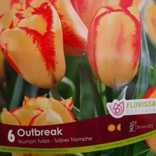 Bulbes de Tulipes 'Outbreak'