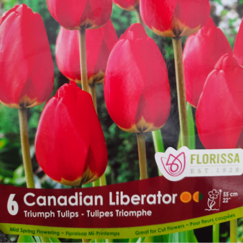 Bulbes de Tulipe 'Canadian Liberator'