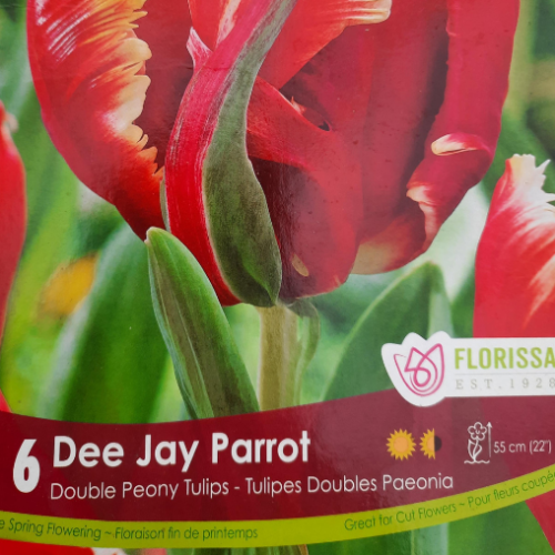 Bulbes de Tulipe 'Dee Jay Parrot'