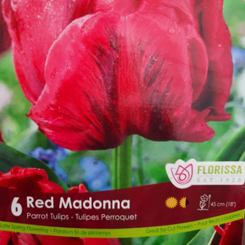 Bulbes de Tulipes 'Red Madonna'