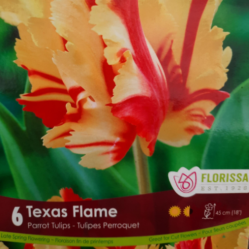 Bulbes de Tulipes 'Texas Flame'