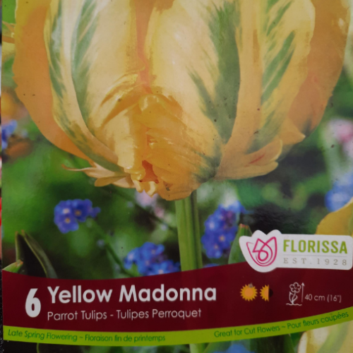 Bulbes de Tulipes 'Yellow Madona'