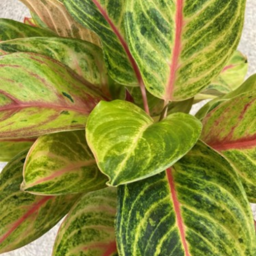 Aglaonema 'Golden Fluorite'