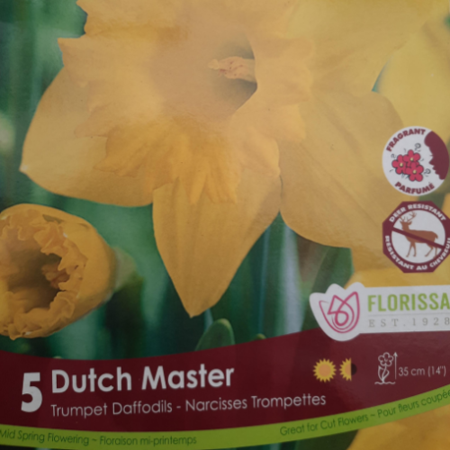 Bulbes de Narcisses 'Dutch Master'