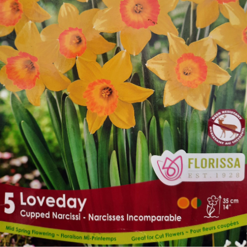 Bulbes de Narcisses 'Loveday'