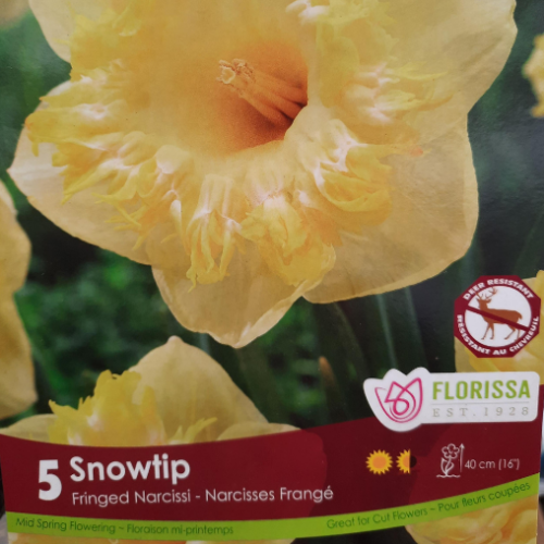 Bulbes de Narcisses 'Snowtip'