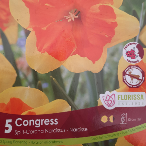 Bulbes de Narcisses 'Congress'