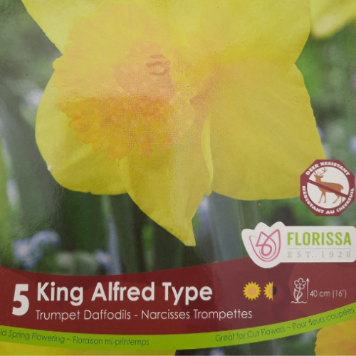 Bulbes de Narcisses 'King Alfred'