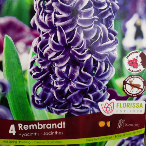 Bulbes de Jacinthes 'Rembrandt'