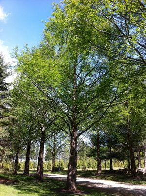 Metasequoia glyptostroboides