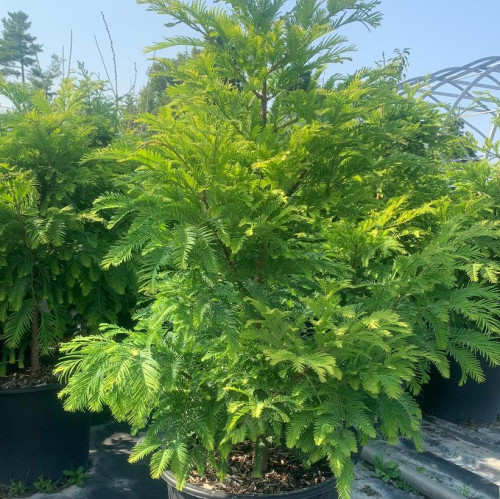 Metasequoia glyptostroboides 'Chubby' - 150cm