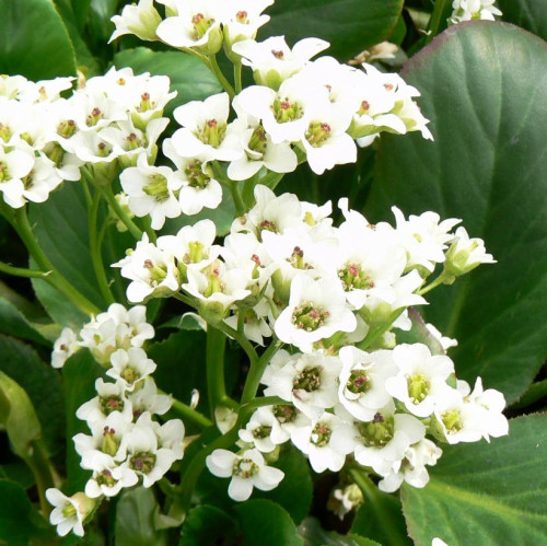 Bergenia 'Bressingham White' - 1g