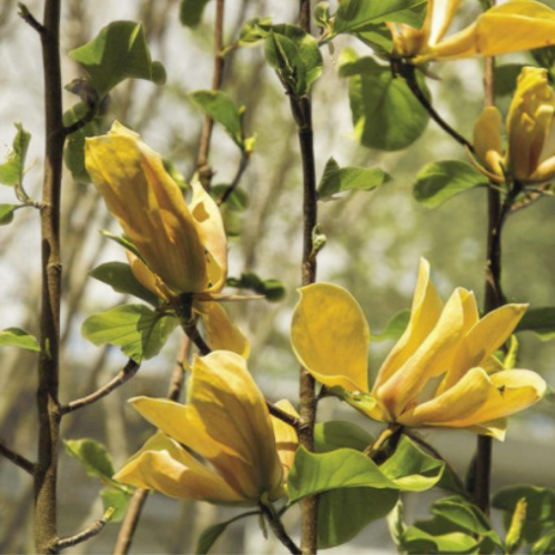 Magnolia x 'Judy Zuk' 