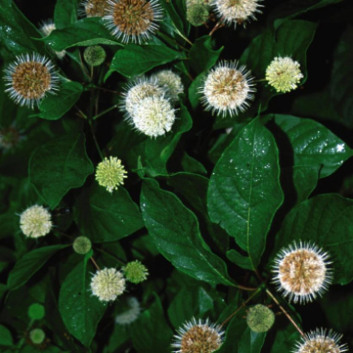 Cephalanthus occidentalis 'Fiber Optics' - 150cm
