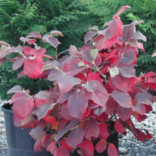 Fothergilla major 'Mount Airy' - 2g