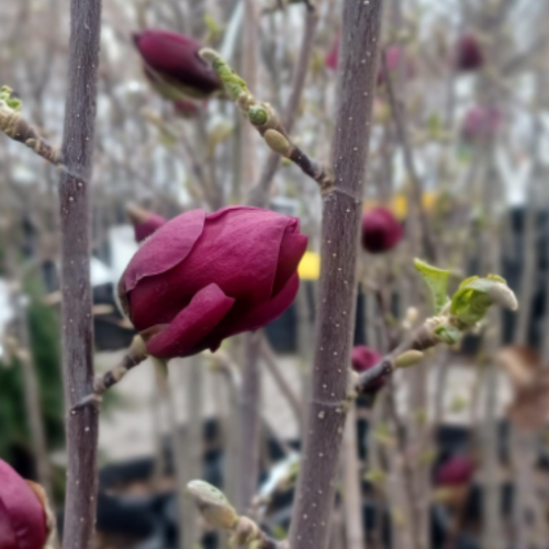 Magnolia soulangiana 'Genie'