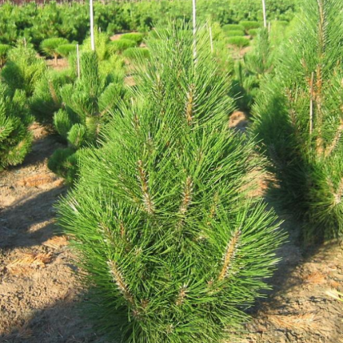 Pinus nigra 'Arnold's Sentinel'