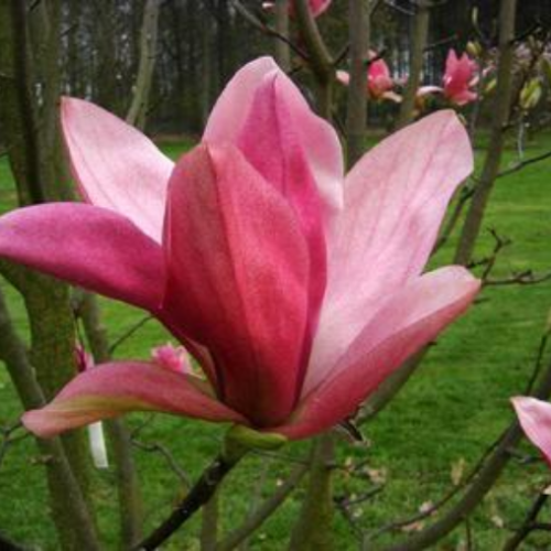 Magnolia 'Daybreak'