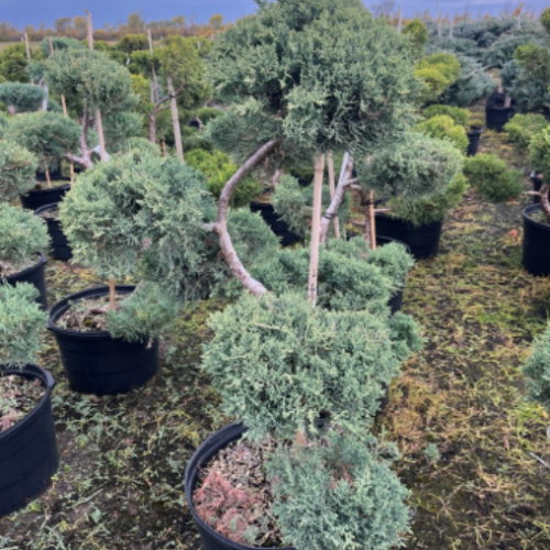 Juniperus pfitzeriana glauca - taillé Bonzaï 