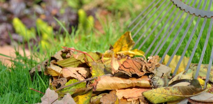 Utilisation des feuilles mortes au jardin