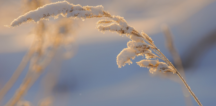 Tailler ou ne pas tailler à l'automne ?