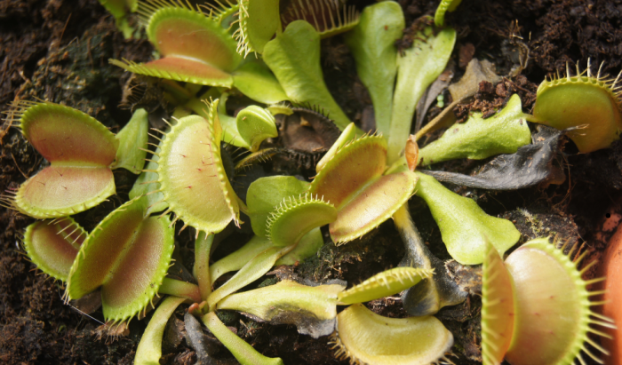 Fascinantes plantes carnivores