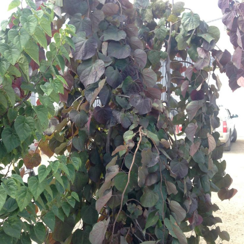 Cercis canadensis ' Ruby Falls'