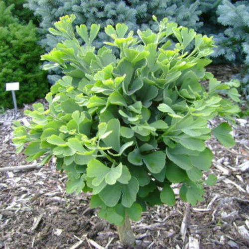 Ginkgo biloba 'Troll' - 125cm sur tige 