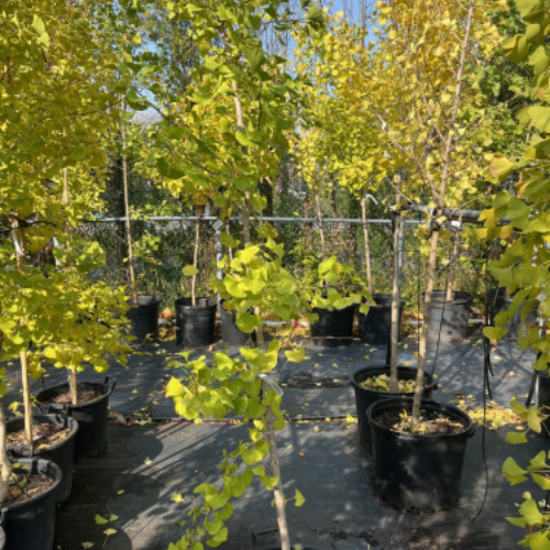 Ginkgo biloba 'Beijing Gold' - 175cm