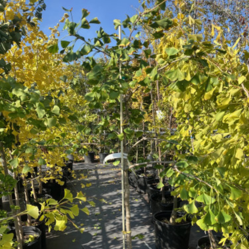 Gingko biloba 'Elmwood' - 200cm