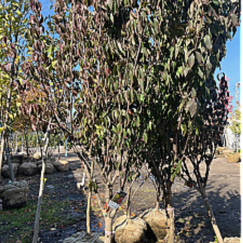 Cornus mas 'Saffron Sentinel'