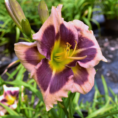 Hemerocallis 'Raspberry Splash' - 1g