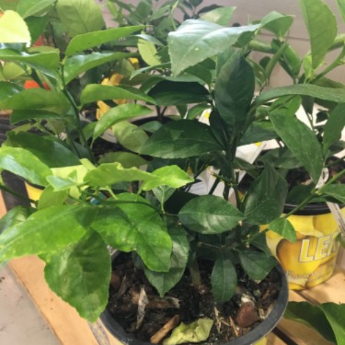 Citrus x meyeri - Citron 'Meyer'