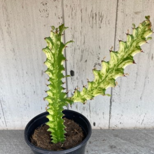 Euphorbia trigona 'Variegata'