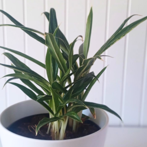 Aglaonema 'Cunmutatum Rice'