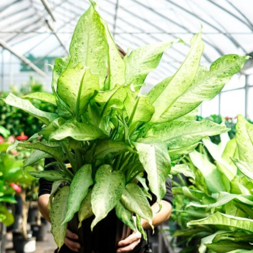 Dieffenbachia 'Camouflage'