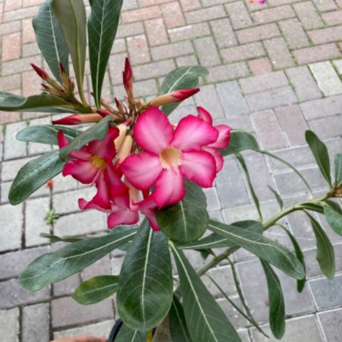 Adenium obesum - Rose du désert