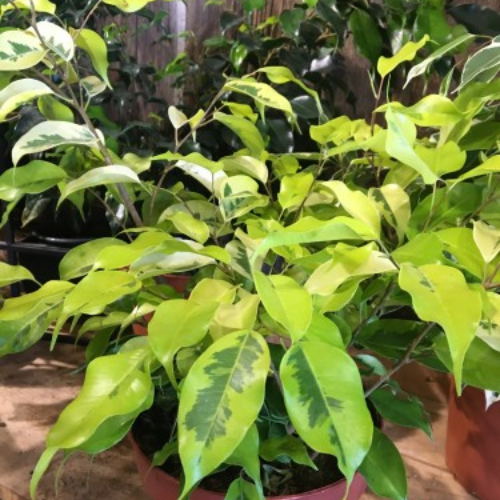 Ficus benjamina - Buisson - Figuier pleureur