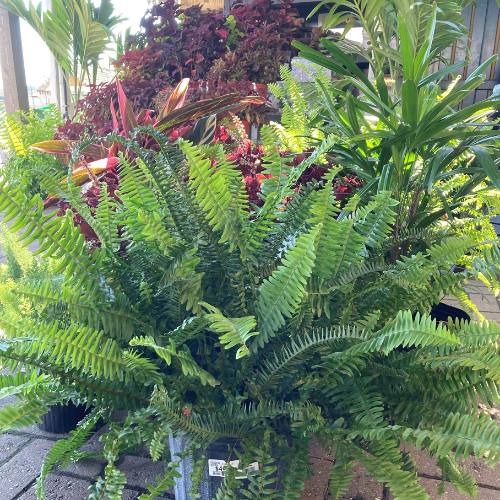 Nephrolepis obliterata  'Kimberly  Queen'