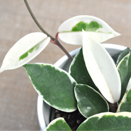 Hoya carnosa 'Krimson Queen'