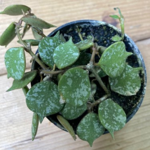 Hoya curtisii - Hoya miniature