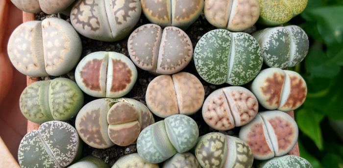 Comment prendre soins des Lithops