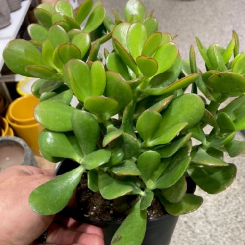 Lot De Plantes : Crassula (arbre De Jade) Verte + Tillandsia (fille De L'air) - Occasion Très Bon état